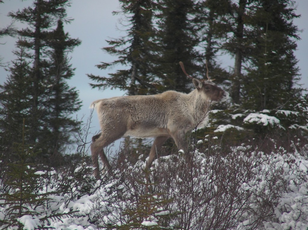 Brain worms, caribou, and the ethics of&nbsp;captivity