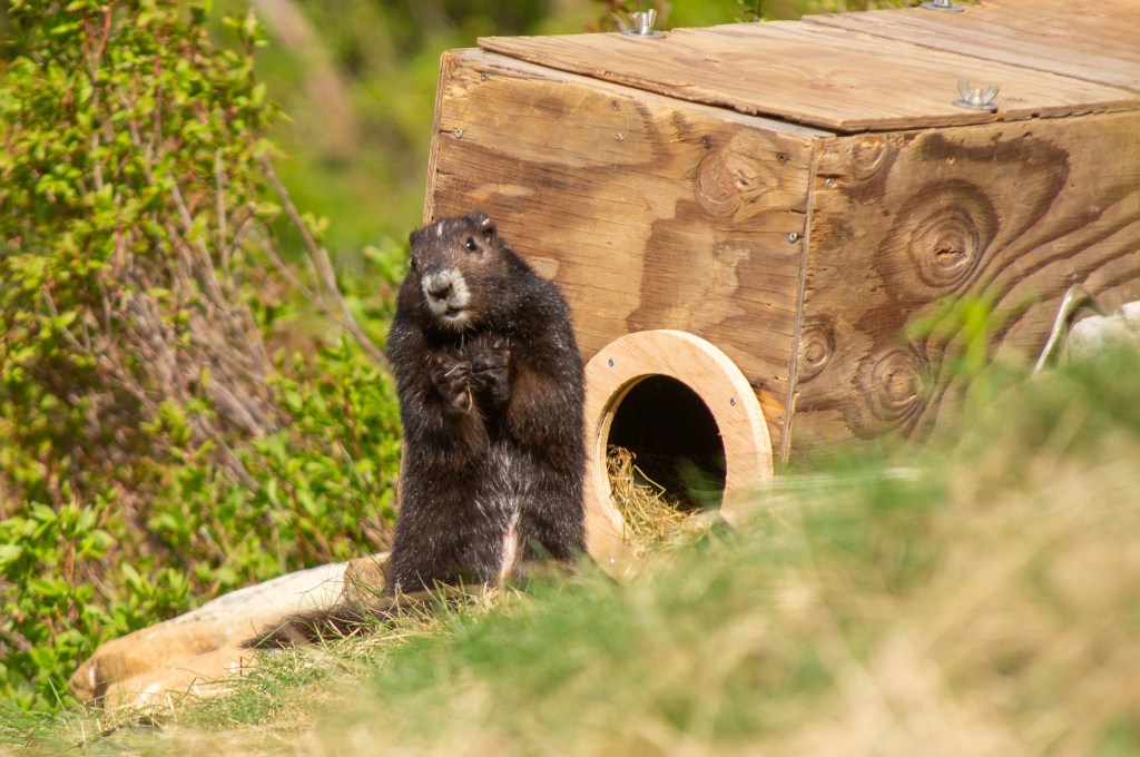 Honouring Endangered Species&nbsp;Day