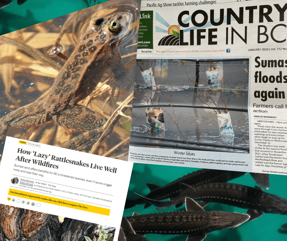 New year, new book, new&nbsp;projects