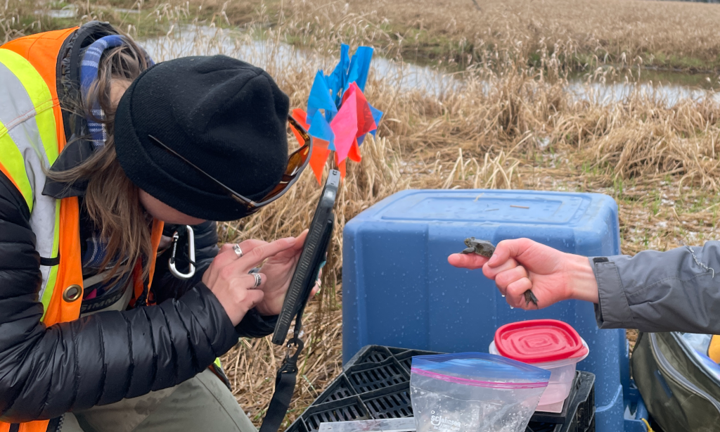 A biologist in a black toque and hi-vis vest snaps a photo of an Oregon spotted frog. The frog is being held in someone's hand, so it can't escape.